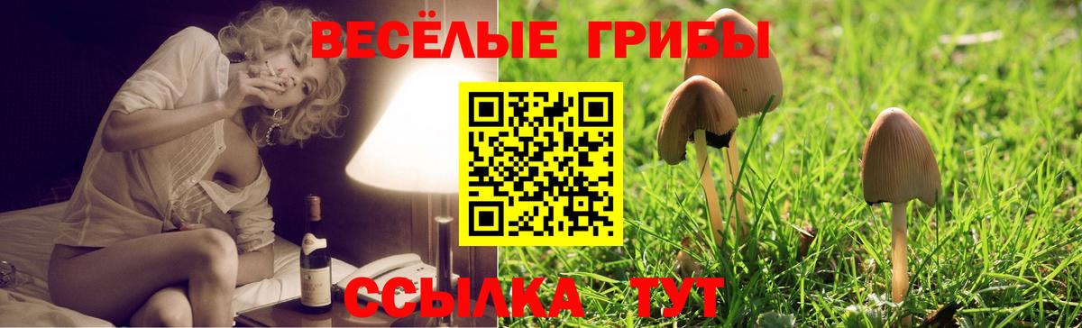 Галлюциногенные грибы Psilocybe Кемерово